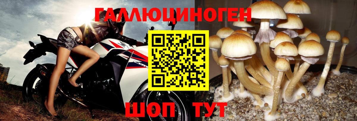 Псилоцибиновые грибы GOLDEN TEACHER  Муравленко  Псилоцибиновые грибы Psilocybine cubensis 